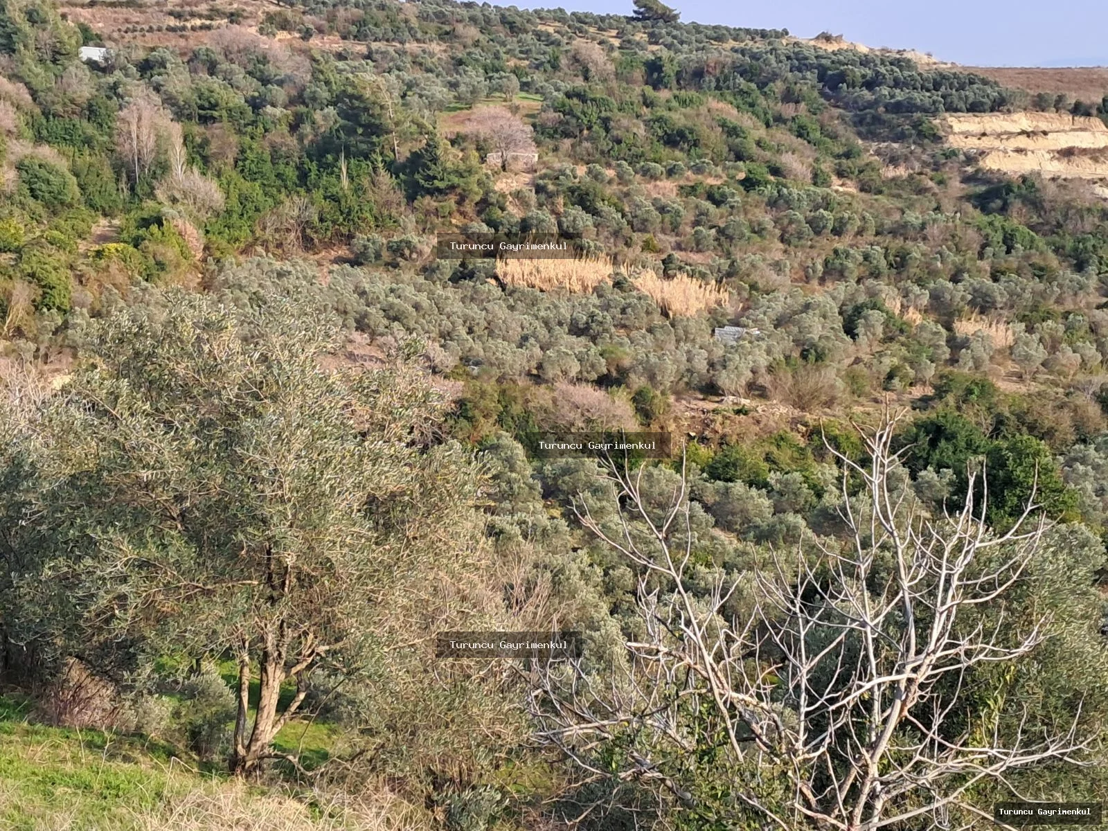 YAYLICADA KÖY EVLERİNİN BİTİŞİĞİ 28762 M2 İMARA SIFIR fotoğraf 31
