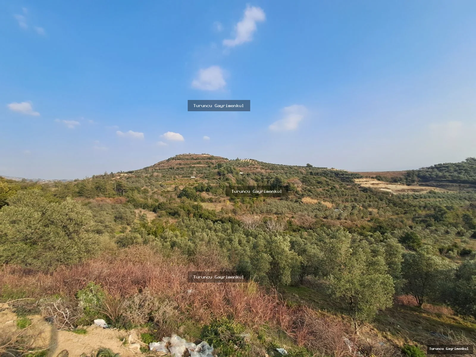 YAYLICADA KÖY EVLERİNİN BİTİŞİĞİ 28762 M2 İMARA SIFIR fotoğraf 3